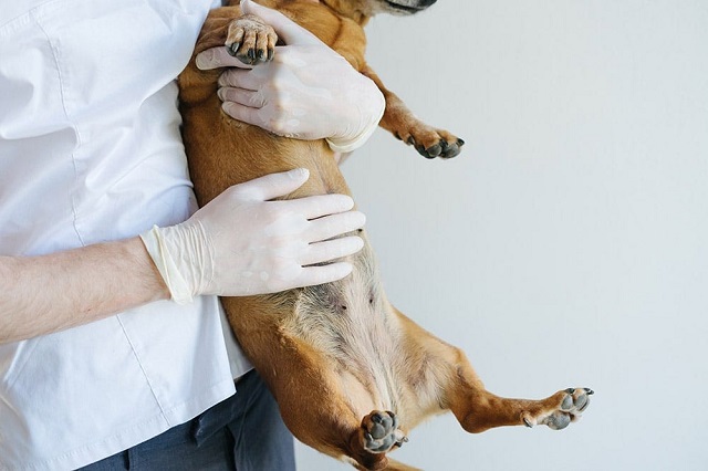 Veterinarian holds a dog in his hands and touches his stomach Alice Rodnova Shutterstock