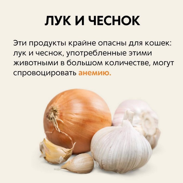 foto 2025 04 02 10 52 5